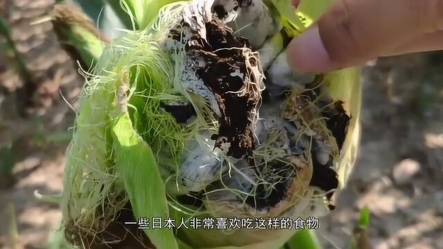 玉米发霉的黑粉菌竟然是美食?中国把它当垃圾,国外一斤60元