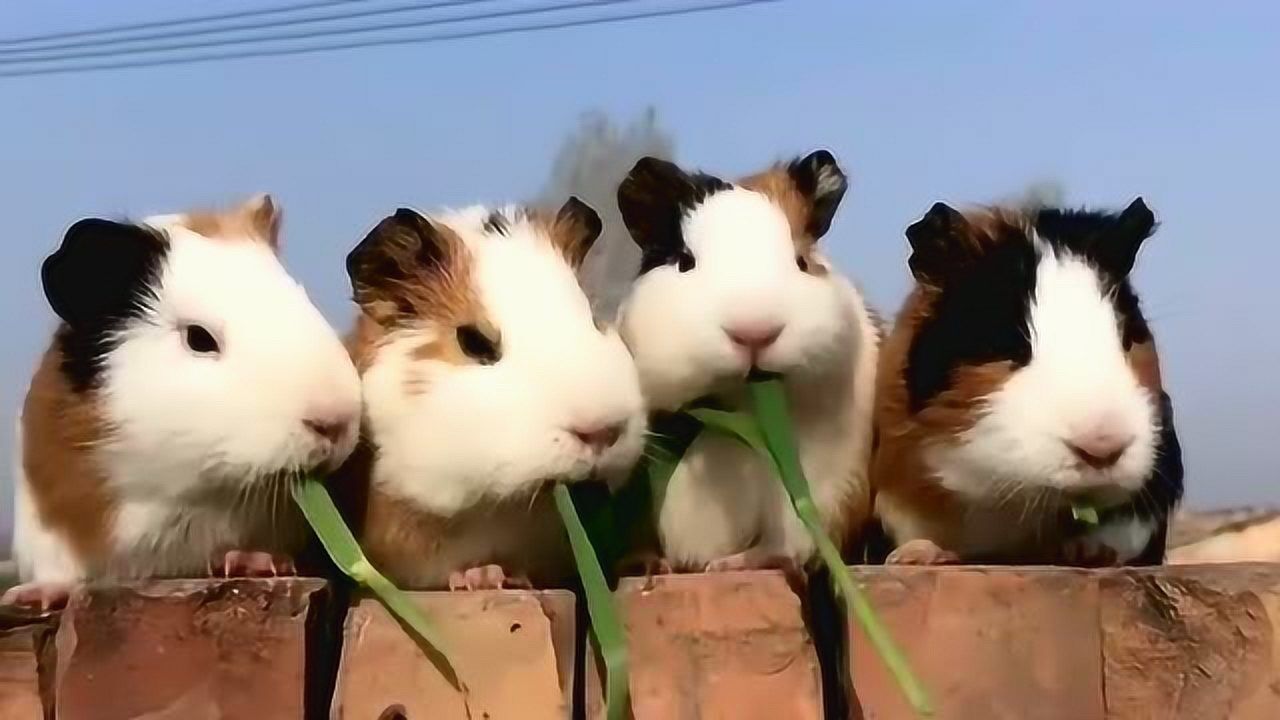 4只荷兰鼠进食,这一幕也太可爱了吧,真想养一只!