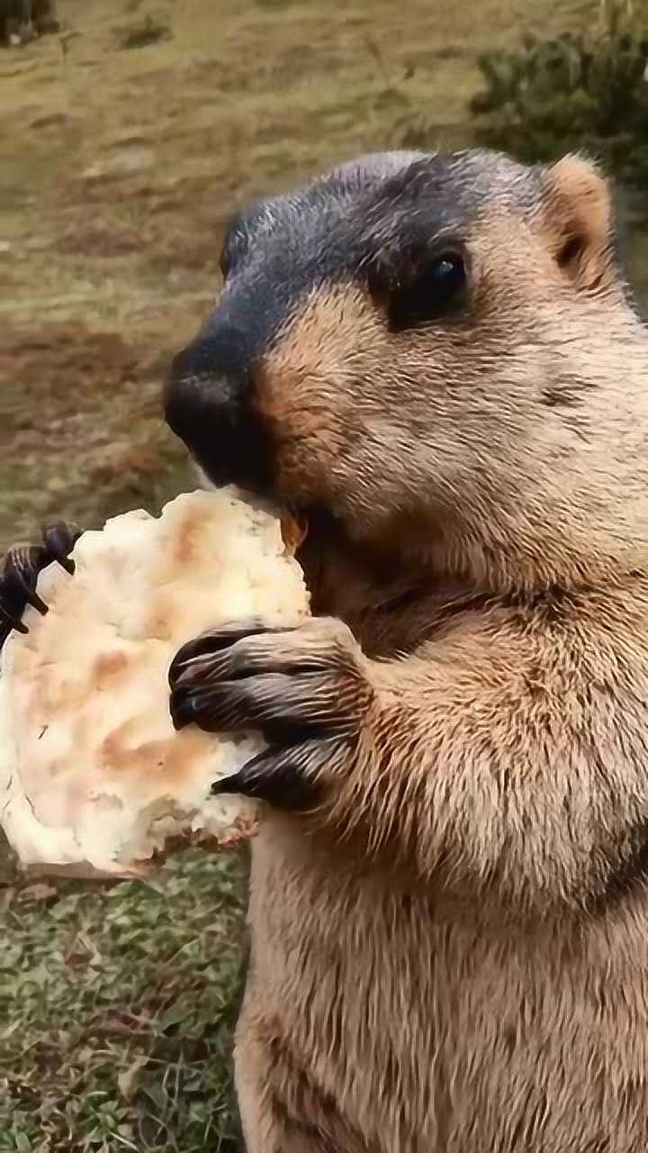 这只土拨鼠太可爱了吃东西的样子像极了我前女友