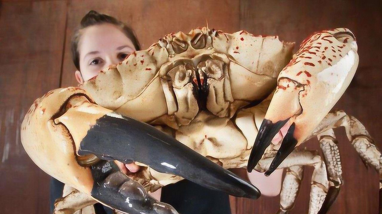 比人个头还大的螃蟹!体重78斤蟹黄都有2斤,身价高达30万!