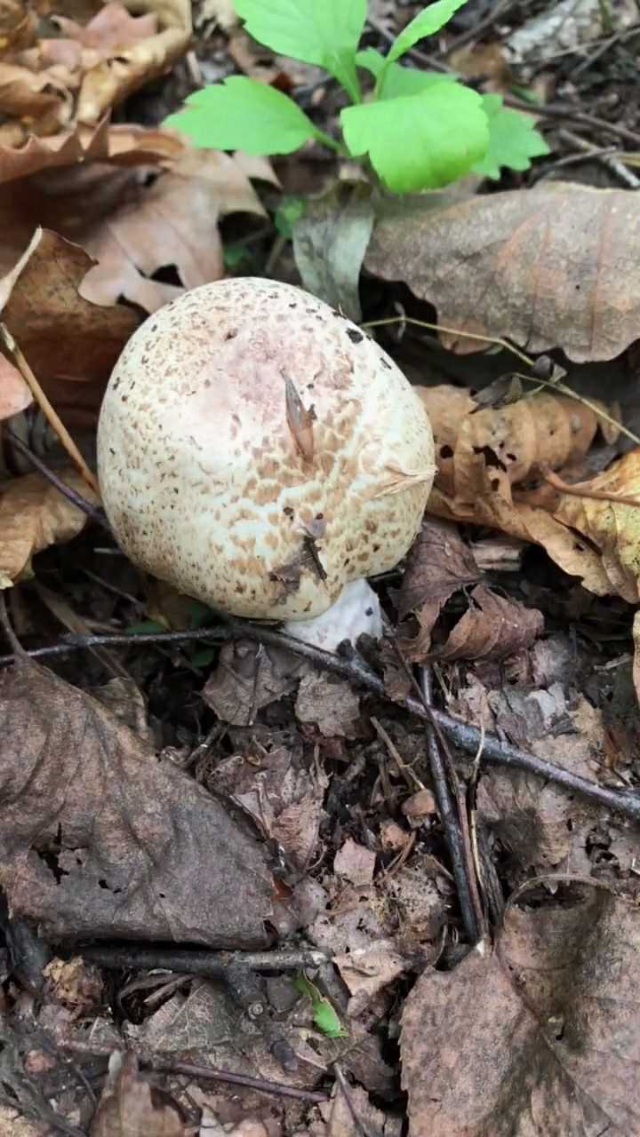 因为是打雷过后出的蘑菇所以叫雷响菇老鲜灵了