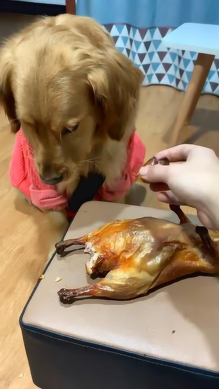 狗子:你去吃鸭屁股,鸭肉是我的