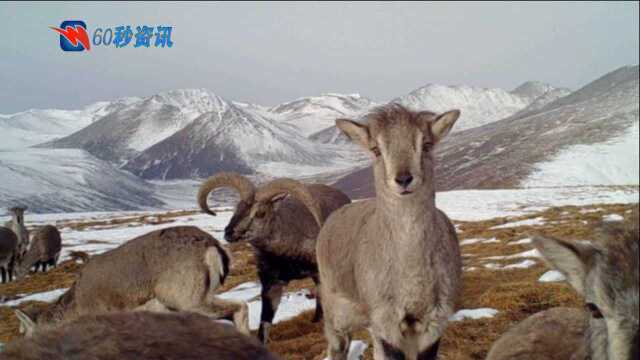 青海西宁首次监测到雪豹距市中心约150公里