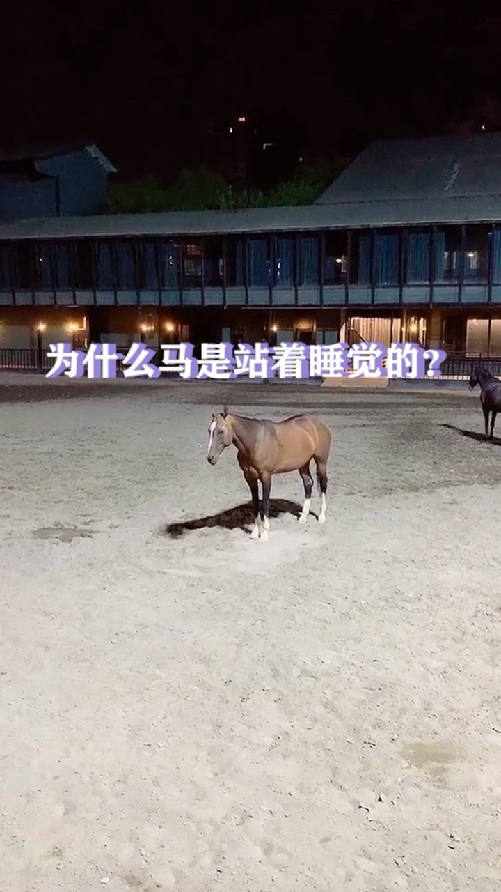 为什么马要站着睡觉?