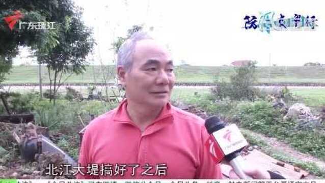 三水:北江大堤严阵以待 加强清理河道泥沙