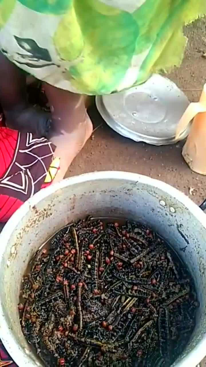 非洲特色油炸毛毛虫