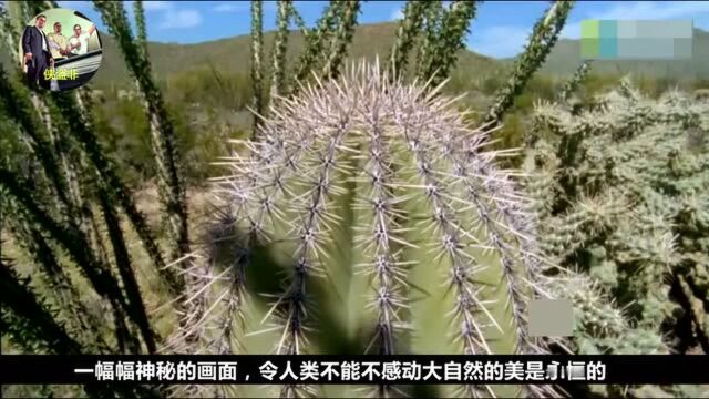 巨柱仙人掌被称作是索诺拉沙漠的灵魂,果实有“仙桃”之称!