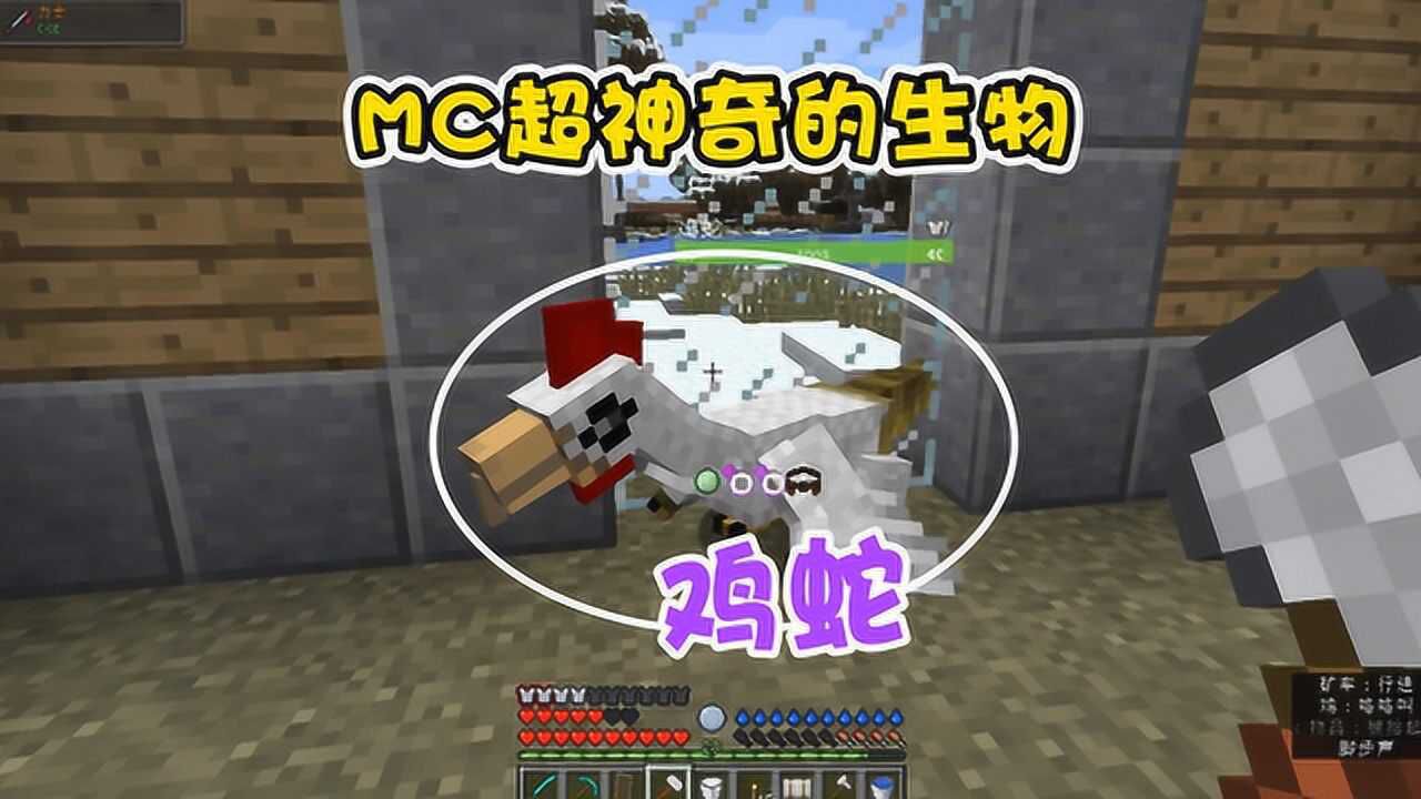 mc中的鸡也有不同的种类!