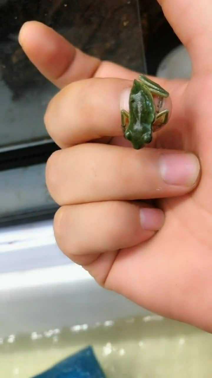 三条腿的树蛙,这种青蛙真的是特别少见_腾讯视频