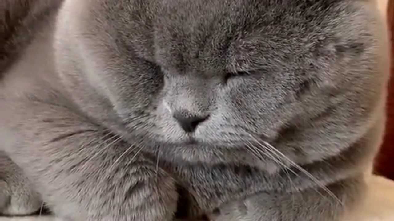 据说猫咪听到这个声音就会炸毛,不信的话你可以去试试?看看挠不挠你