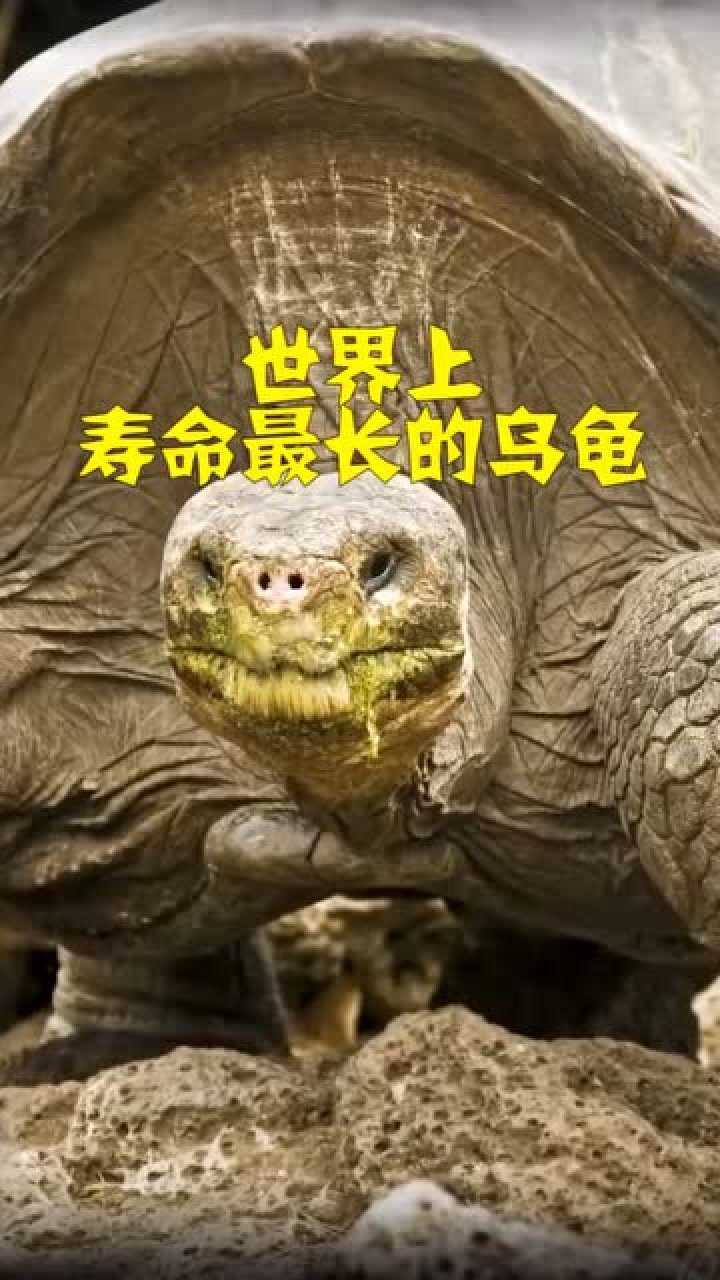 世界上寿命最长的乌龟你知道多少岁了吗