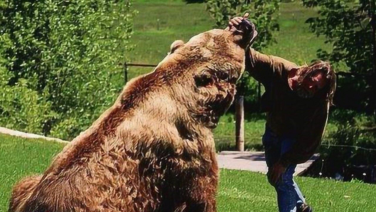 世界上最大棕熊没有天敌东北虎能否与之一战