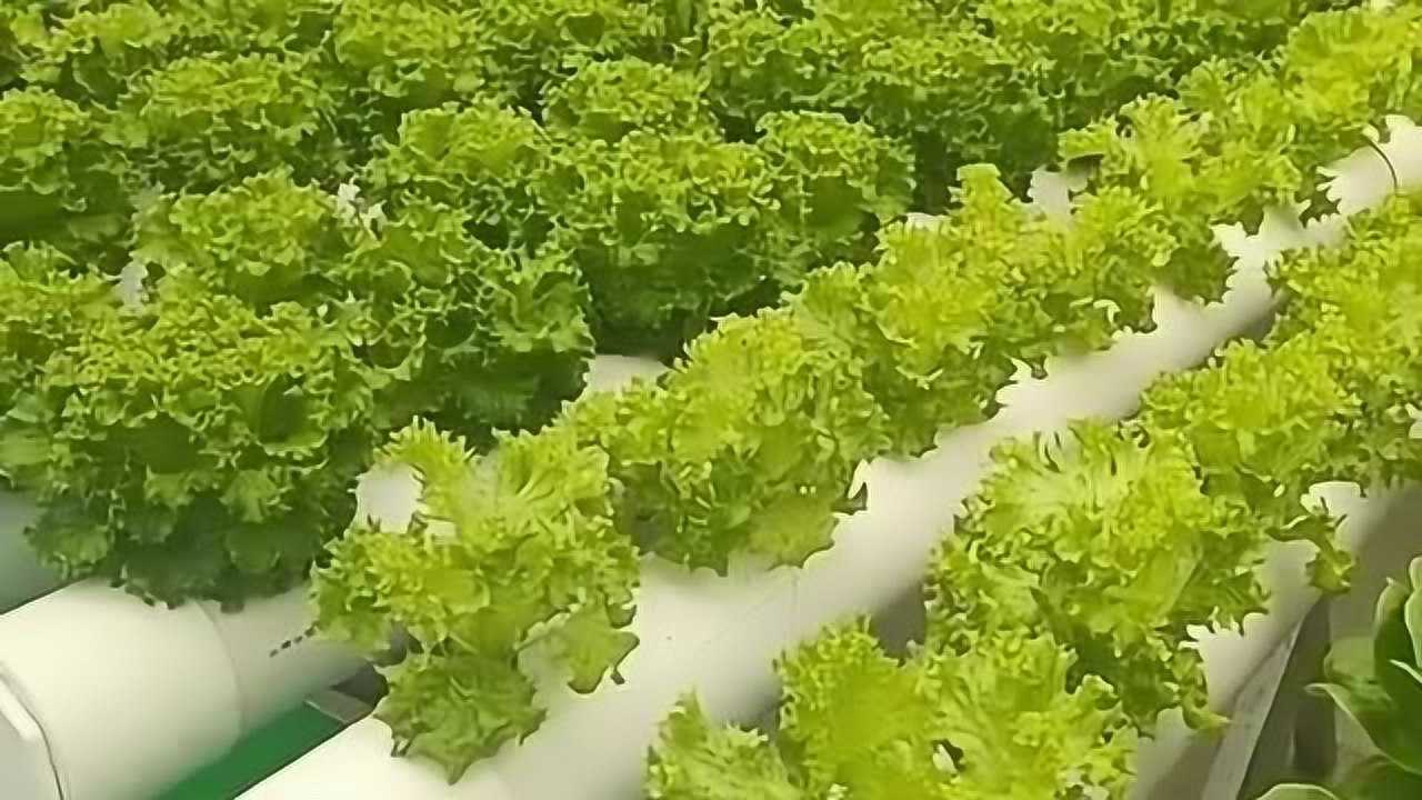 无土栽培蔬菜这样的生菜我能直接啃吗看着好新鲜的样子