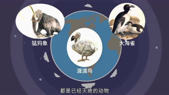 【科学嬉游记】我们能从化石中了解什么——普通石头大有来头