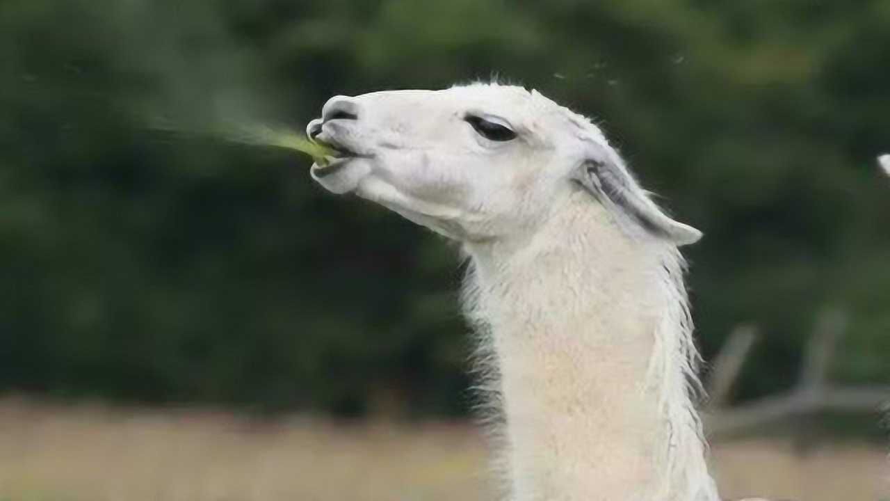 为什么羊驼会对人吐口水,看完这一幕,以后都不敢去惹它了!