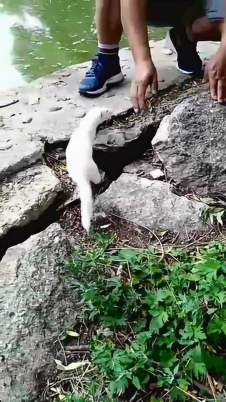 白色的黄鼠狼真的是很少见啊