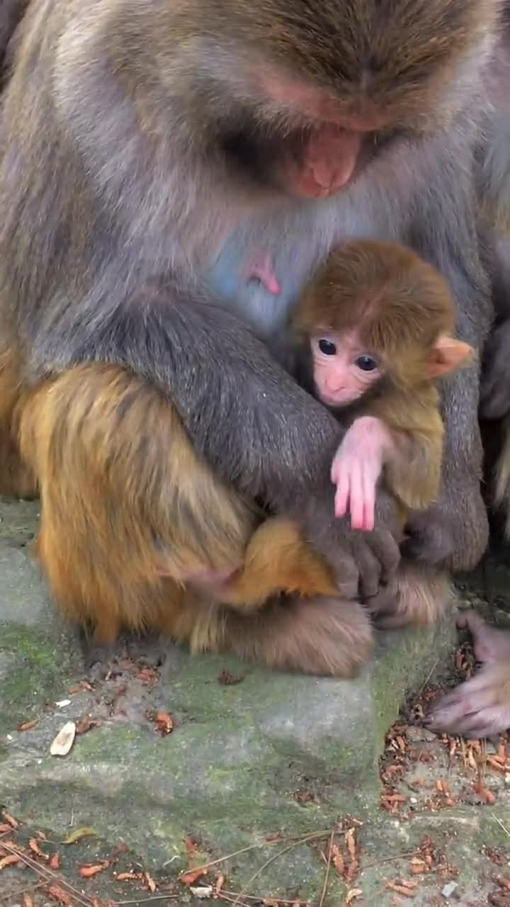 這兩隻猴子真的太好玩了感覺它們倆根本分不開