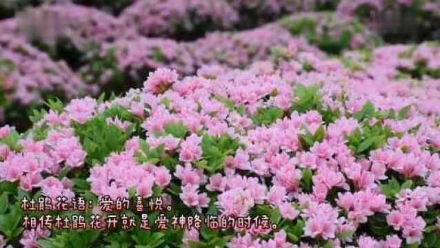 60秒云赏花 | 春赠盘龙大观园 杜鹃怒放沁心甜