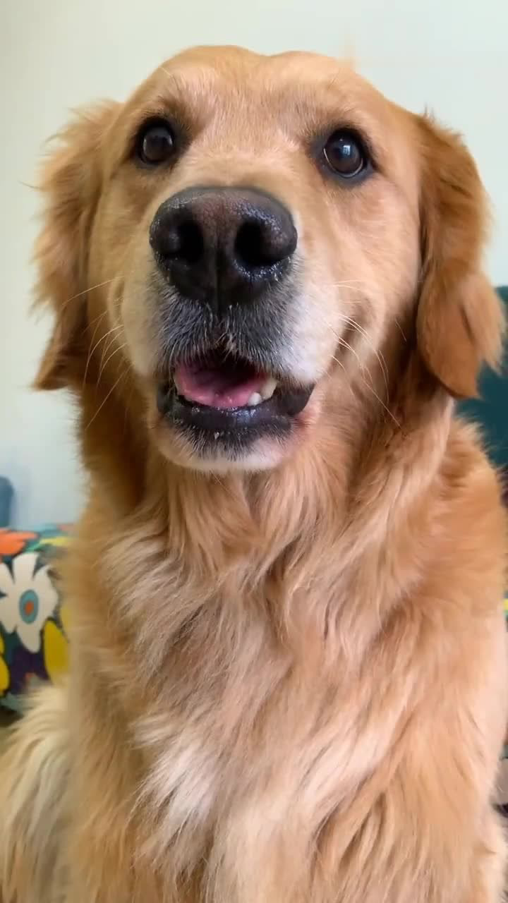 金毛咬嘴唇,样子太可爱了