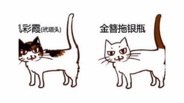 猫咪花色的名字