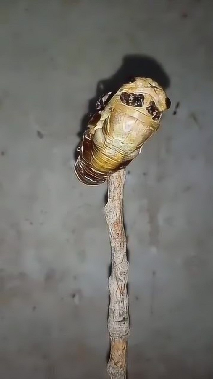 延时摄影记录金蝉蜕变全过程看到最后惊讶了生命真神奇