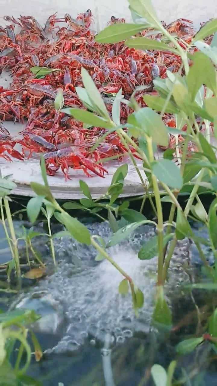 温室大棚里养的小龙虾长大啦可以拿出来吃了
