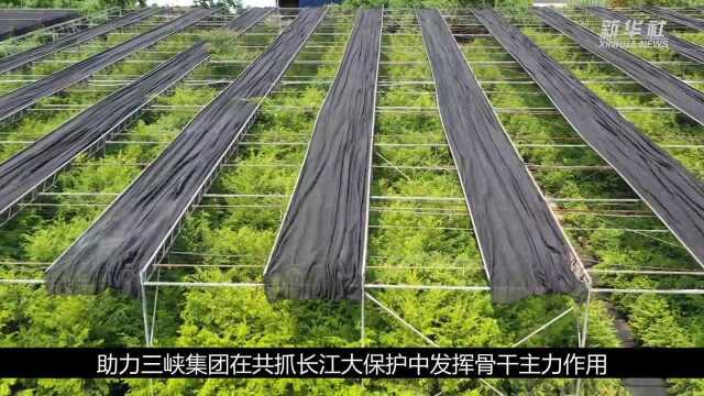 三峡集团长江特有珍稀植物保护品种突破1千种