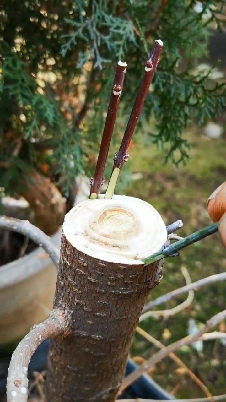 桑树嫁接桑葚不难的