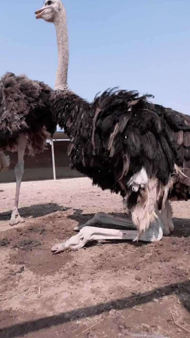 今天带你们看看成年鸵鸟休息的方法就是这样的