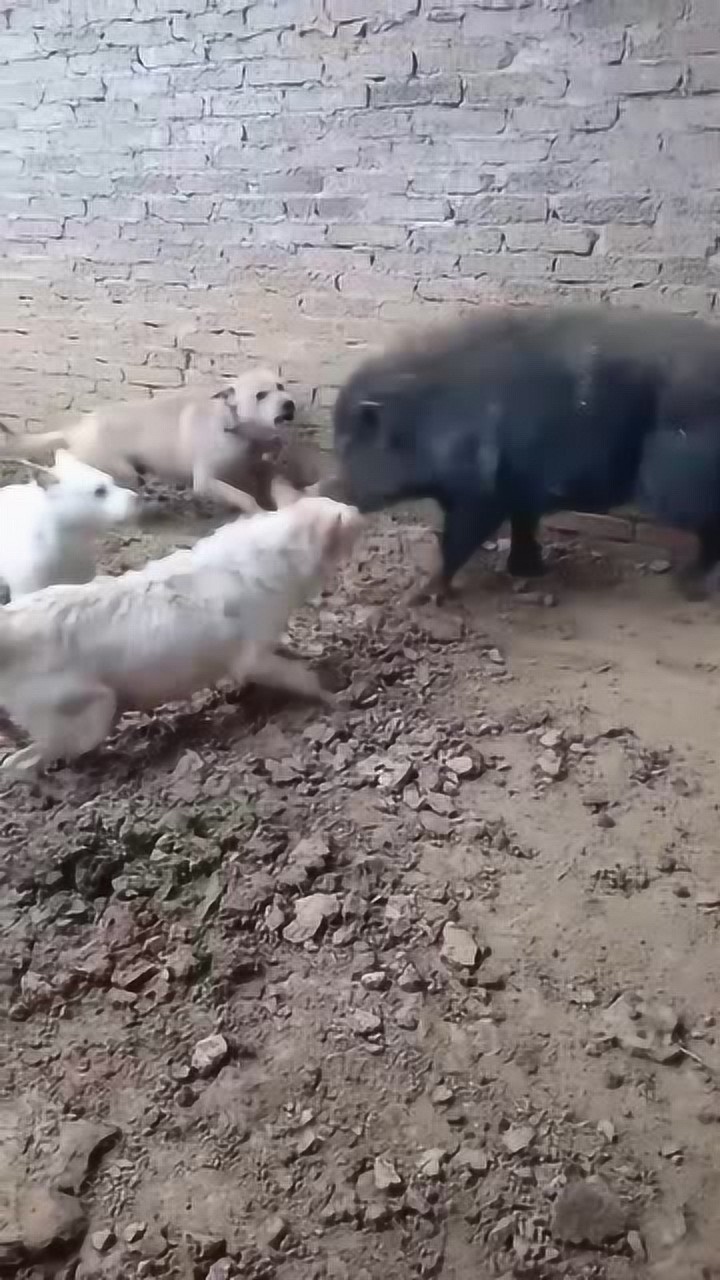 四只土狗围攻野猪不料野猪也不是吃素的这下有戏看了