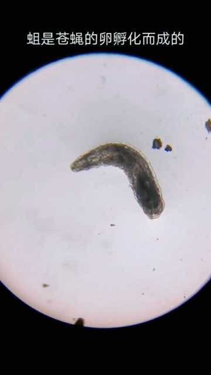 蛆是由苍蝇的卵孵化而成的