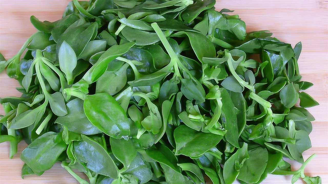 春天干燥易上火,一定要多吃田七菜,清热去火还排毒,越吃越健康