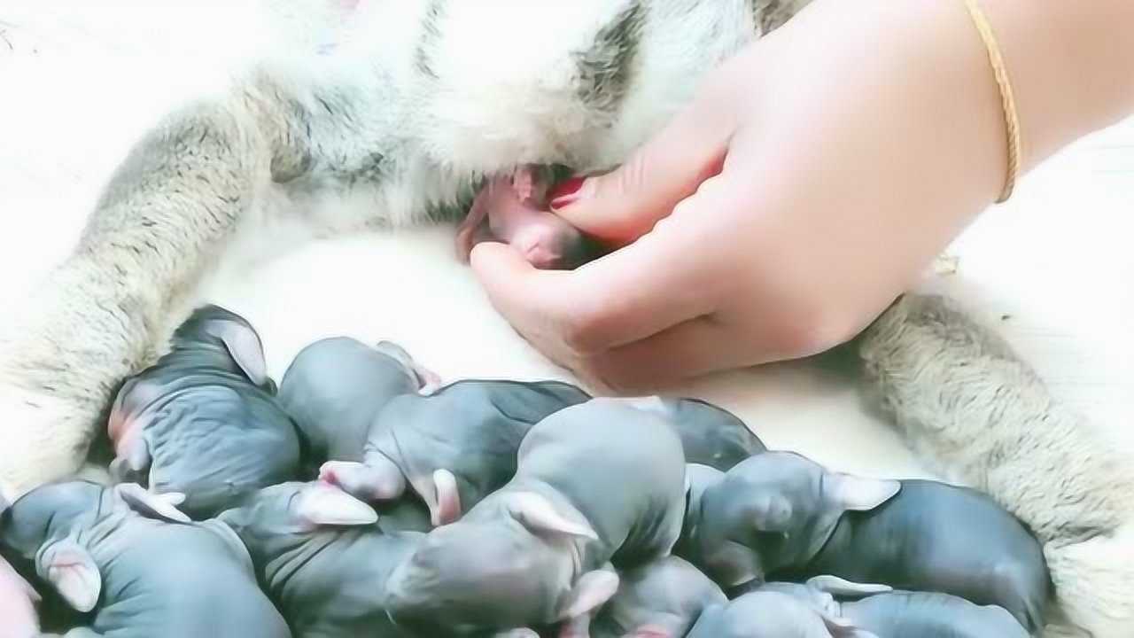 家里养的小兔子肚子大了好久了,今天终于生了,一次生了20多只!