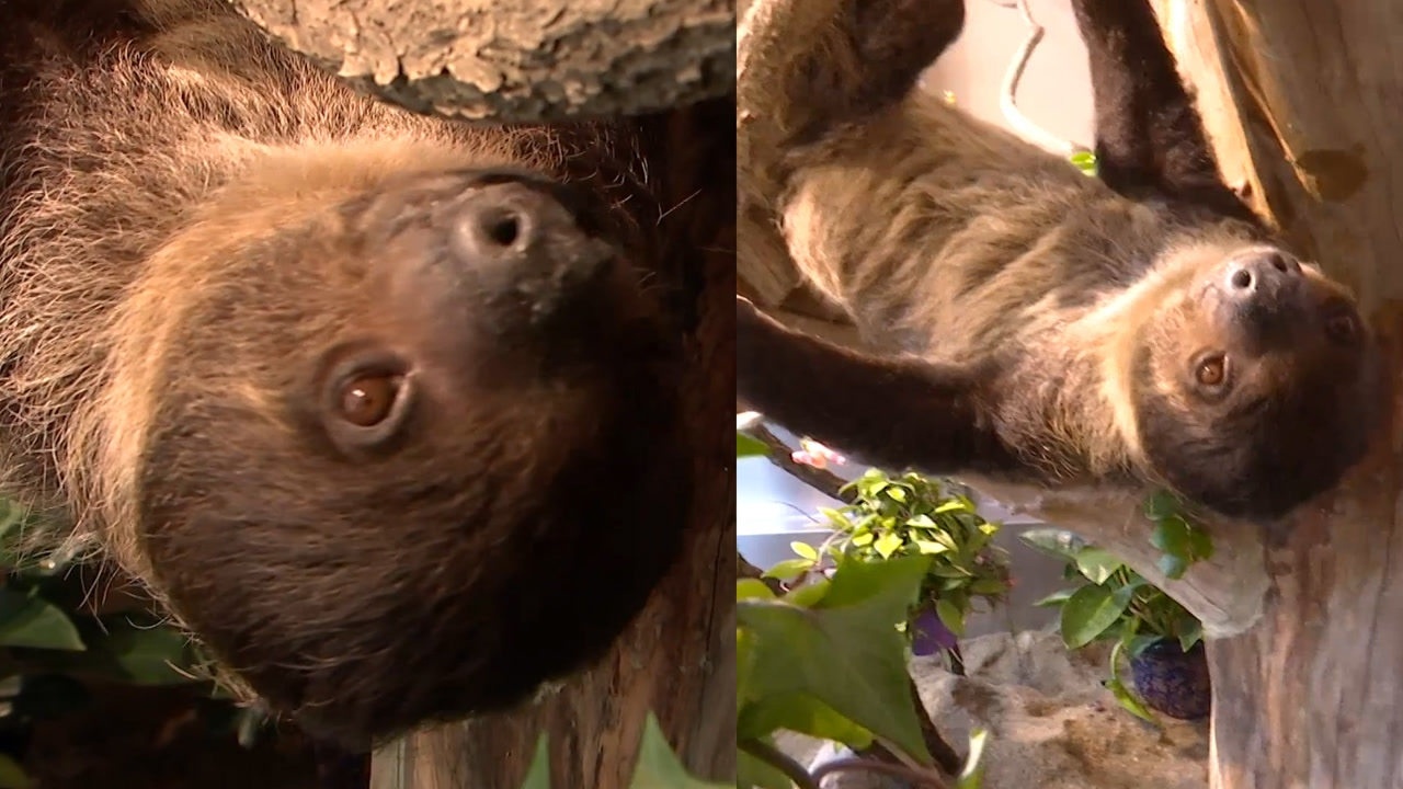"闪电"树懒入住动物园,憨态可掬引游客围观:比电影里还慢