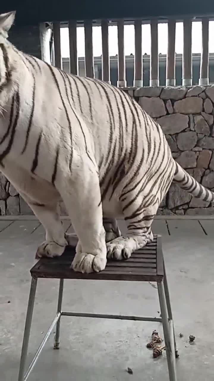 老虎:没见过老虎拉屎吗,竟然嫌弃我不讲卫生!_腾讯视频