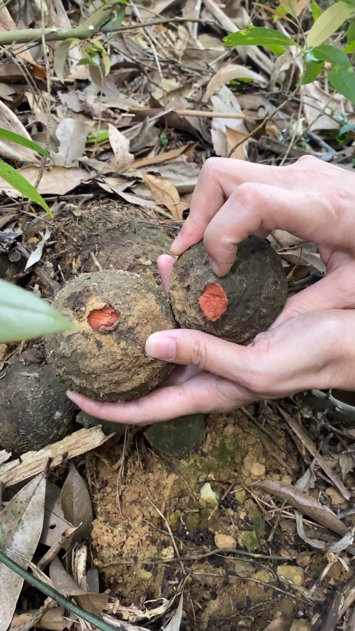 野生薯莨也叫血母可以食用也是天然染色剂