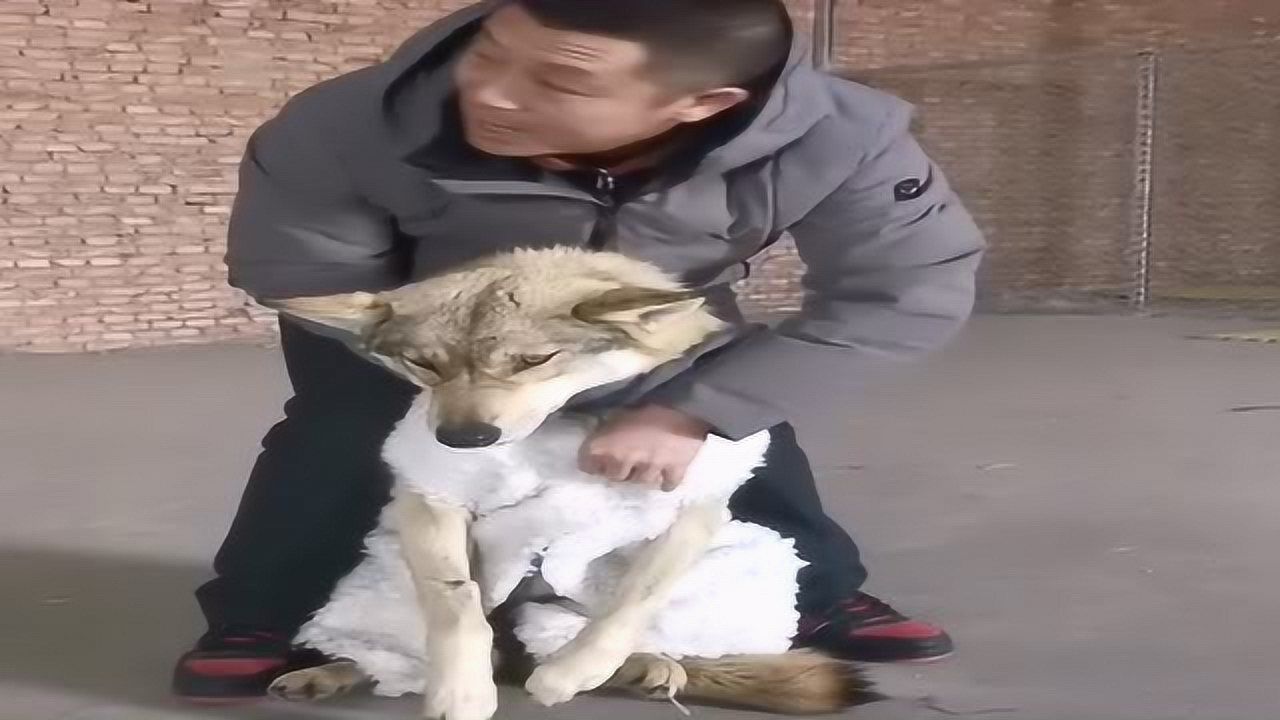 披着羊皮的狼这真的就变成小绵羊了哪儿还有凶狠的气势