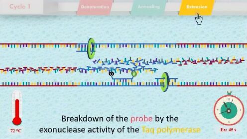 Real-time polymerase chain reaction实时聚合酶链反应-实时PCR