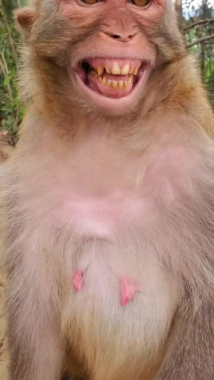 猴子拿到芒果用笑表示感谢像极了发工资领到手时候的样子
