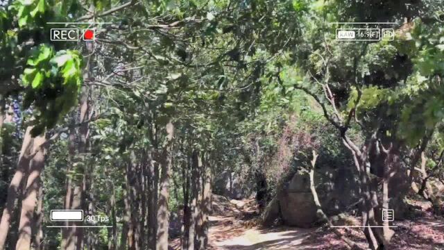 只要花还开春天一直在 周末去羊台山踏青吧!