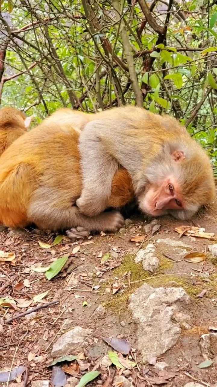 金丝猴的睡姿图片图片
