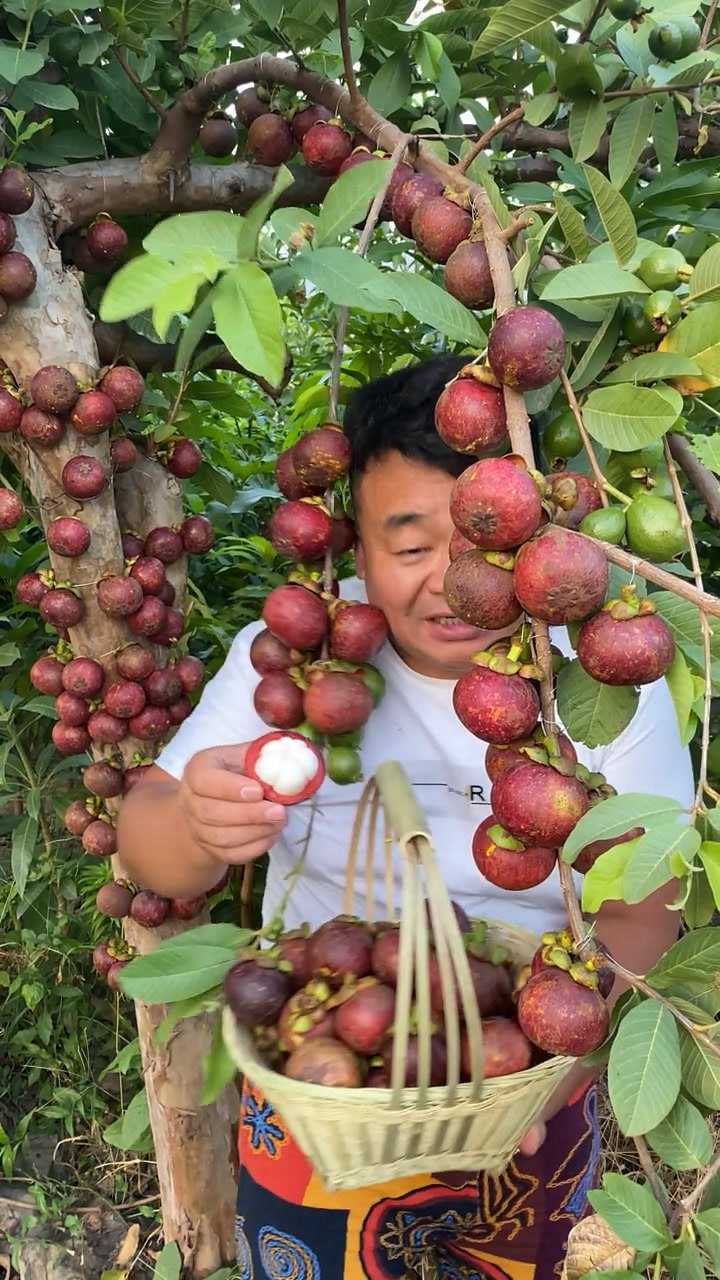 我家的山竹成熟了