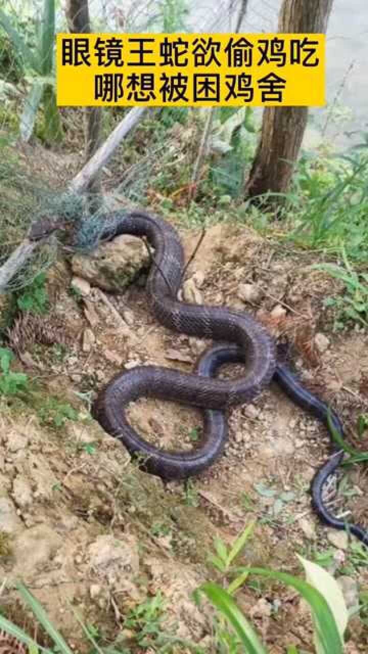 9斤多重眼镜王蛇被困鸡舍,依然霸道无比!