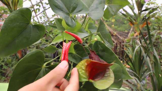 养红掌只要记住5点,新手也能养活开花,太实用了