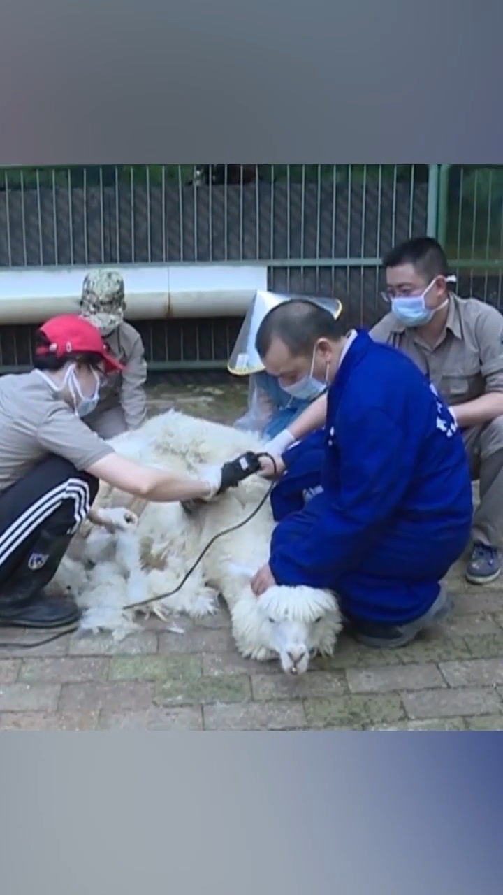 廣西柳州:飼養員