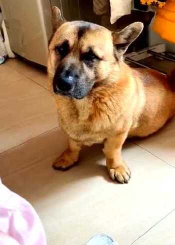 柯基和德牧结合生下的后代,没想到是长成这个样子的,长见识了!