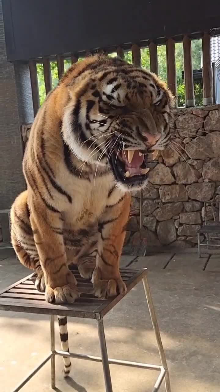 老虎的吼叫就像跑车的声浪一样迷人非常有力量感
