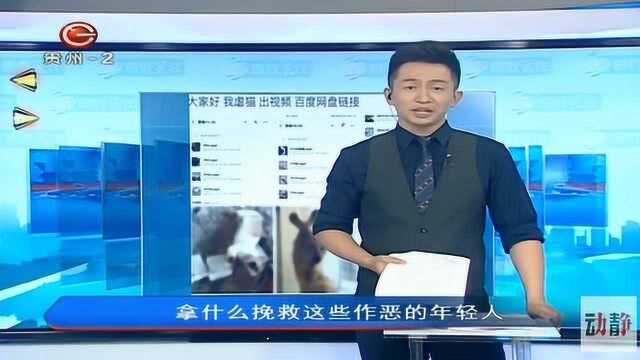 山东高校学生虐猫用牙签插满四肢,面对救助站志愿者竟拿刀威胁