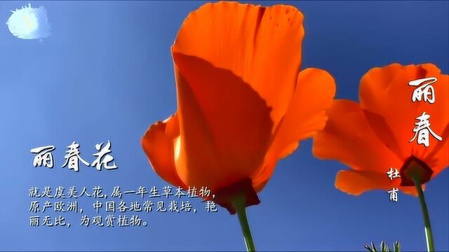 杜甫 丽春 百草竞春华 丽春应最胜