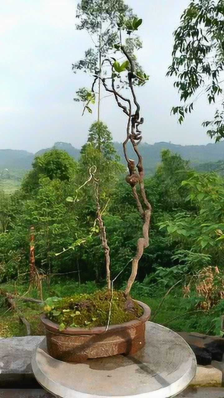 金弹子阴芽熟桩